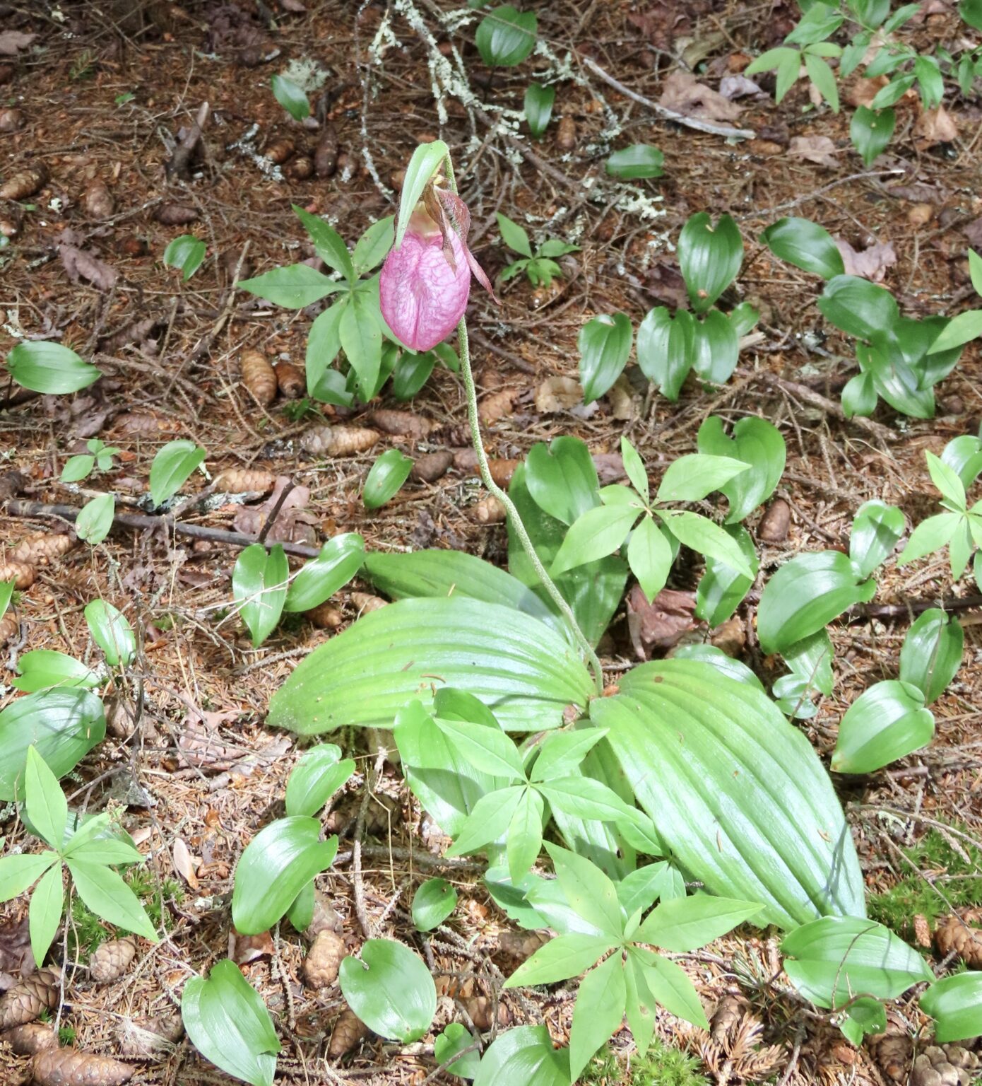 Pink Lady S Slipper Monhegan Commons