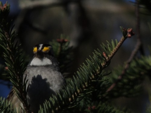 White-Throated Sparrow Monhegan Is