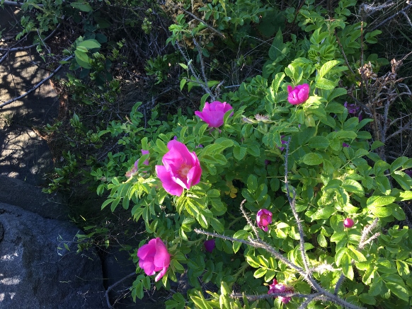 Wild Trail Roses – Monhegan Commons